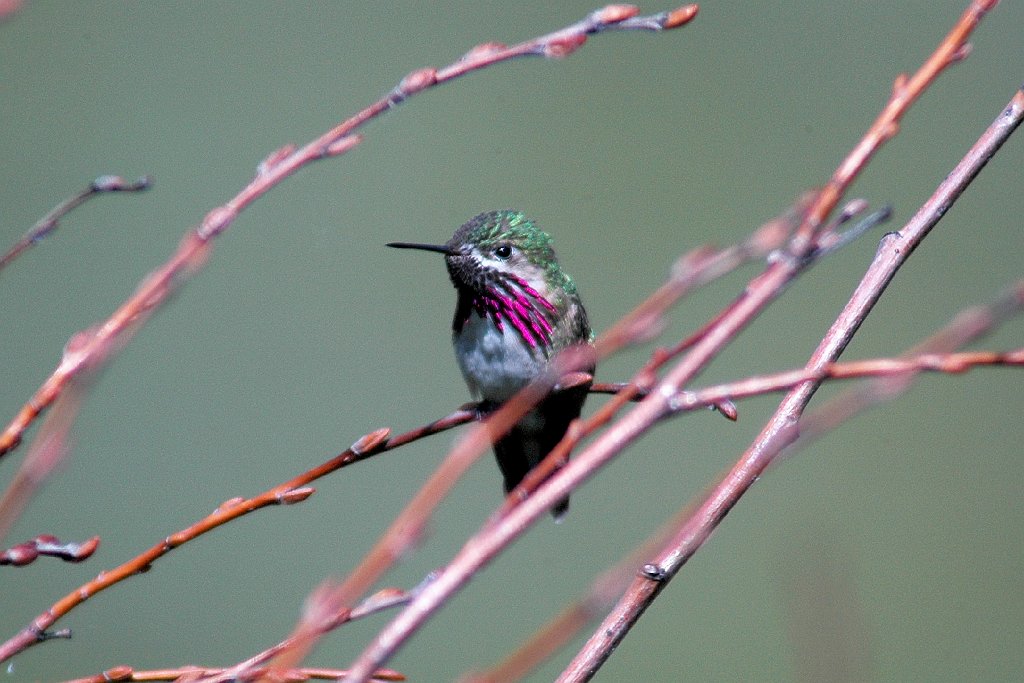 Hummingbird, Calliope, 2005-06041750b Boise ID area.jpg - Calliope Hummingbird. Boise ID area, 6-4-2005